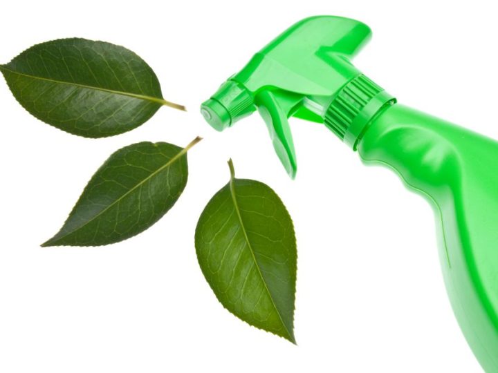 Green Cleaning Techniques for Workplace Health and Safety